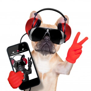 fawn french bulldog listening to a music player , with peace or victory fingers, isolated on white background