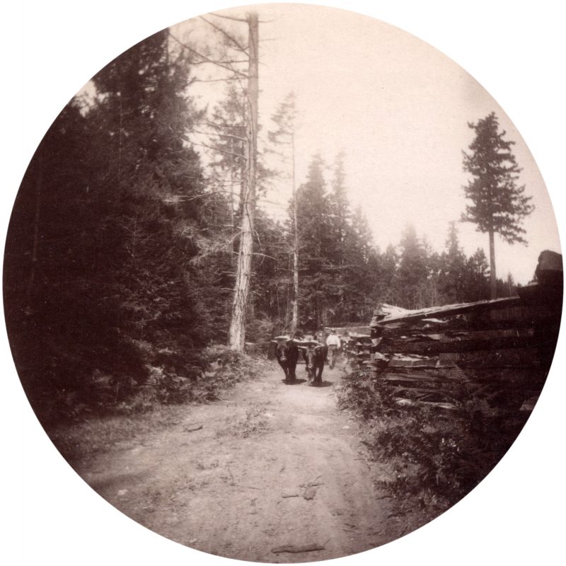 view-of-a-team-of-oxen-used-for-logging-in-the-west-end-1889